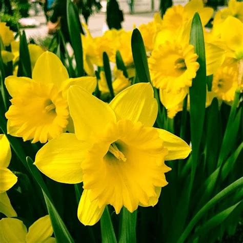 Buy Daffodil Dutch Master (Yellow) - Bulbs (set of 5) online from ...