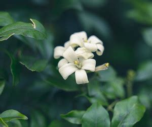 Earth Angels Murraya Paniculata Plant Price in India - Buy Earth Angels ...