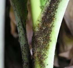 TNAU Agritech Portal :: Crop Protection