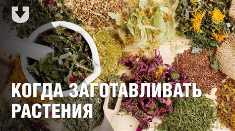 Лечебные травы их фото описание лечебных свойств и применение