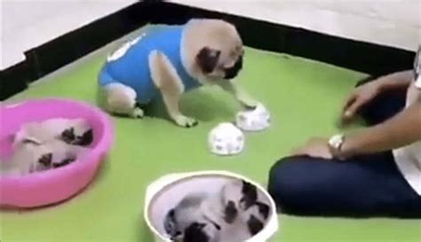 Viral Video Of Man Who Playing Mind Game With Dog People Give Hilarious ...