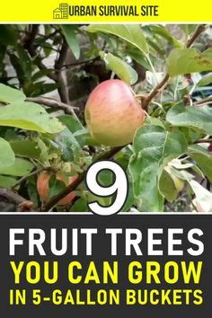 300 Gardening | Buckets & Containers ideas in 2024 | container ...