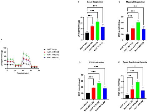 All Three AKT Isoforms Can Upregulate Oxygen Metabolism and Lactate ...