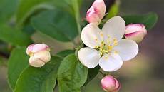 fiori d bach il fiore di bach crab apple melo selvatico fiori d bach il fiore di bach crab apple melo selvatico
