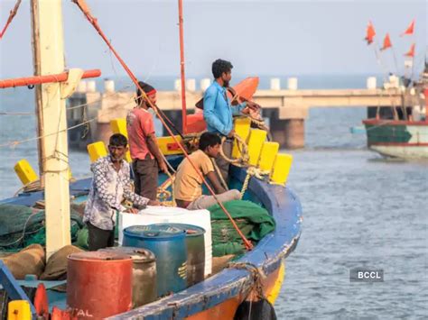 Ghol fish: A special fish with a special colour - All about 'Ghol ...