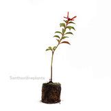 Hamelia Patens (Firebush Plant) – Santhi Online Plants