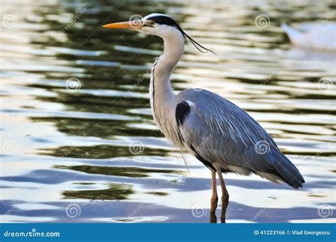 Great Blue Heron Standing in Water at Sunset Stock Photo - Image of ...