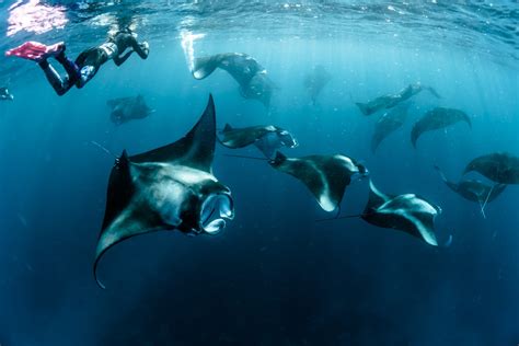 Everything you need to know about Manta rays - Be water diving - Scuba ...