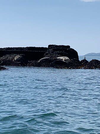 Saundersfoot Sea Safari - Saundersfoot | Tripadvisor