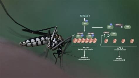In a breakthrough for malaria eradication, researchers identify key ...