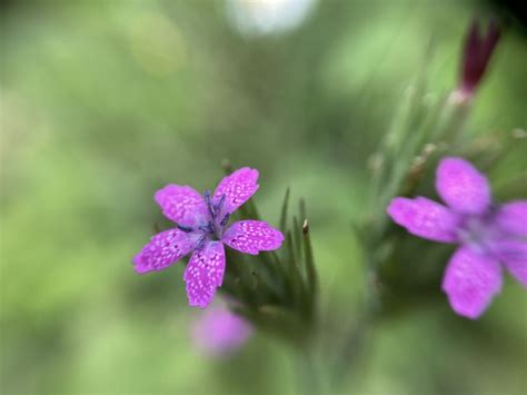 Dianthus armeria L. | Plants of the World Online | Kew Science