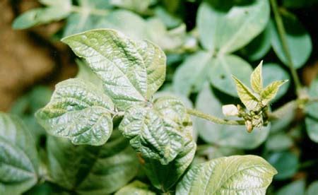 Agriculture:::Pulses::Beans-Boron