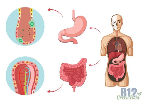 List of 5 Vitamin B12 Deficiency Medication – Bilipatra