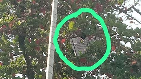 Mumbai: Man Climbs Tree Around 35-Minute Near Mantralaya To Protest ...