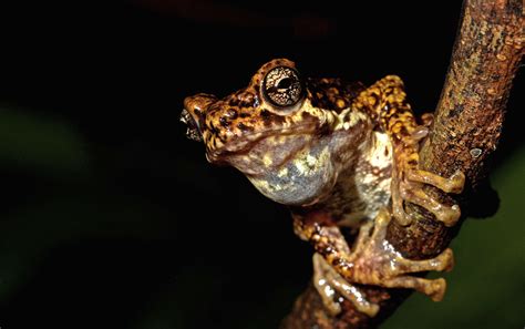 K S Seshadri On Croaks, Colours and Conservation Of Frogs | Nature inFocus