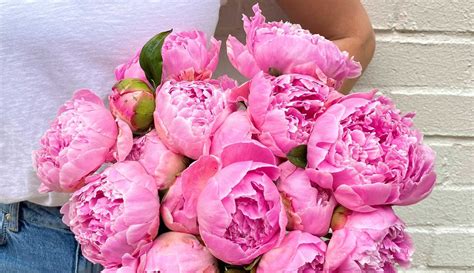 How to Winter Peonies | Step by Step Guide (2026)