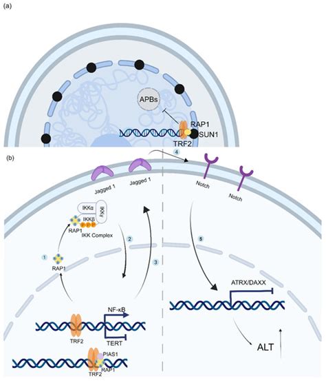 The Altered Functions of Shelterin Components in ALT Cells