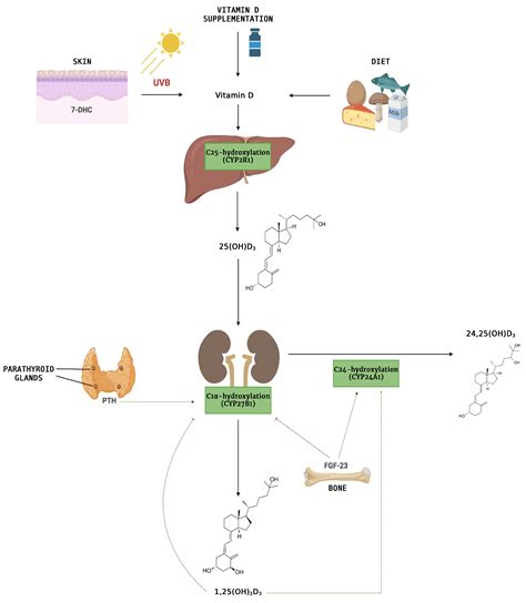 Calcifediol: Mechanisms of Action