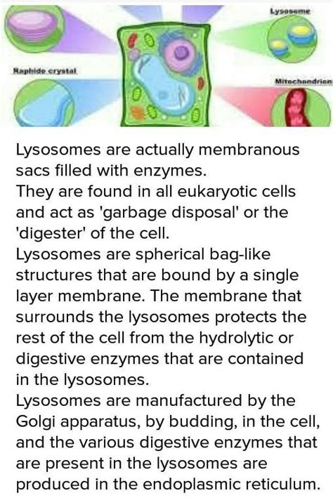 structure of lysosomes - Brainly.in