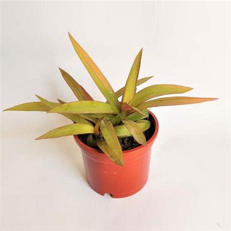 Top 10 Plants For Hanging Basket to Decorate Your Home | Nurserylive