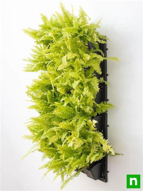 Buy Pleasing Indoor Vertical Garden with Golden Fern Plants online from ...