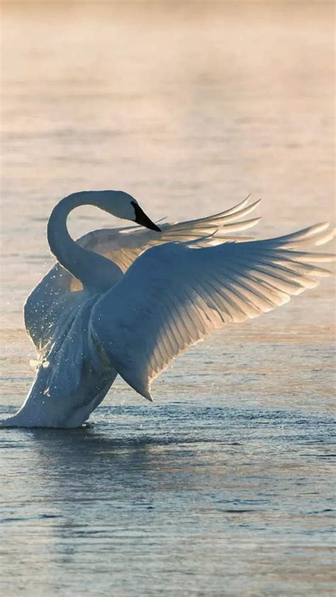 Image result for King Cobra vs Python