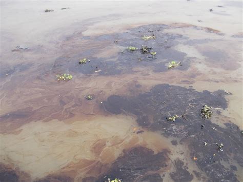 Photos: A thick blanket of oil covers waters within a Bangladesh ...