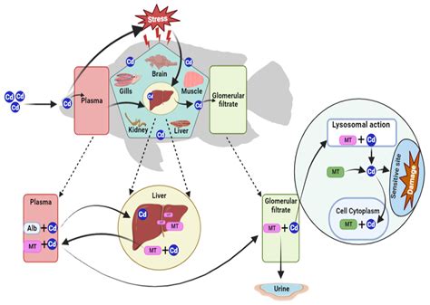Cadmium as an Endocrine Disruptor That Hinders the Reproductive and ...