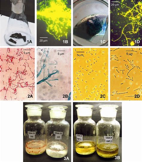 Image result for Compact Disc Microscopic View