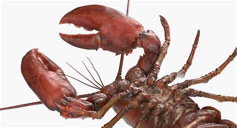 3D Lobster Pose 4 with Fur model | 3D Molier International
