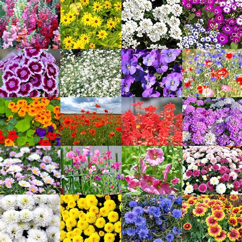 Buy Flower Seeds Online India - Fresh, High-Quality Gardening Seeds ...