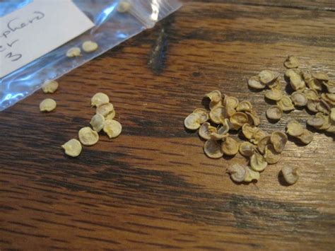 Saving Pepper Seeds • Insteading