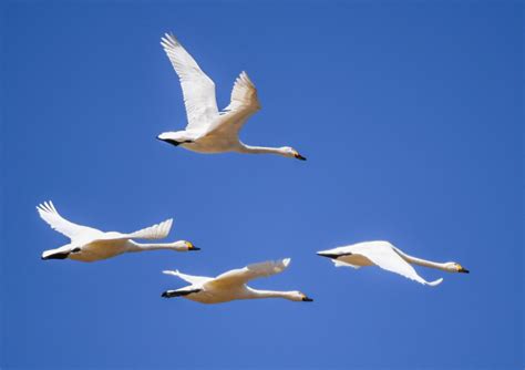Photos Chine : des oiseaux en Mongolie intérieure — Chine Informations