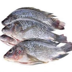 Frozen Tilapia Fish Suppliers - Thalassophilе
