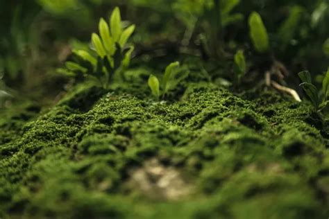 IUFRO - The Impact of Biodiversity on Carbon Related Ecosystem Services ...