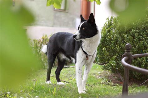 Bear Hunting Dogs: 12 Dog Breeds Bred to Hunt Bears