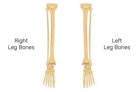Tibia and fibula: anatomy and labeled diagram | GetBodySmart