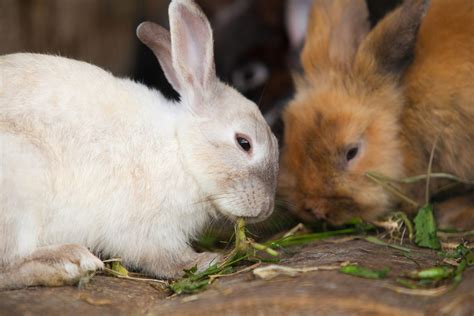 Can Rabbits Eat Carrots? - Every Bunny Welcome