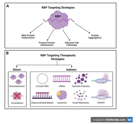 RNA-Binding Proteins Hold Key Roles in Function, Dysfunction, and Disease