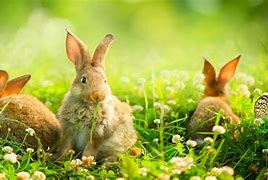 Image result for Springtime Bunnies