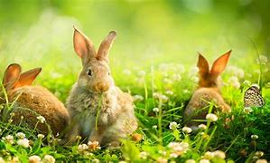 Image result for Backyard Bunnies