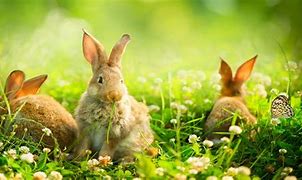 Image result for Baby Bunnies Playing