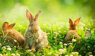 Image result for Bunnies Hugging