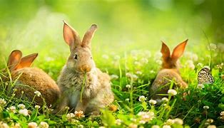 Image result for Girl Baby Bunnies
