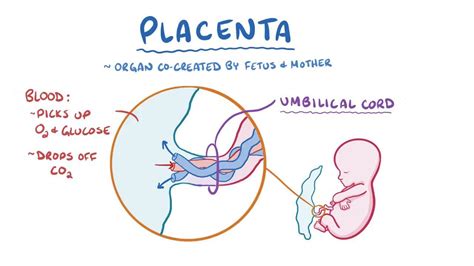 Image result for Placenta Development Stages
