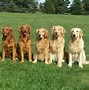 Image result for Golden Retriever Rabbit