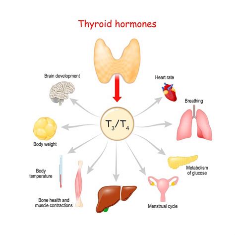 Thyroid Hormone Function Thyroid Blood Hi Res Stock Photography And