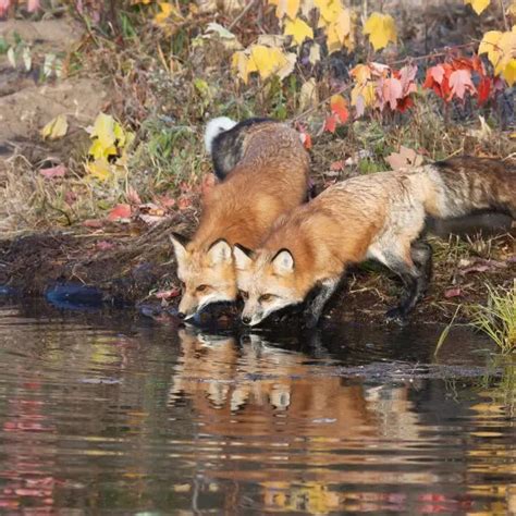 Rezultat imagine pentru Turtle Predators