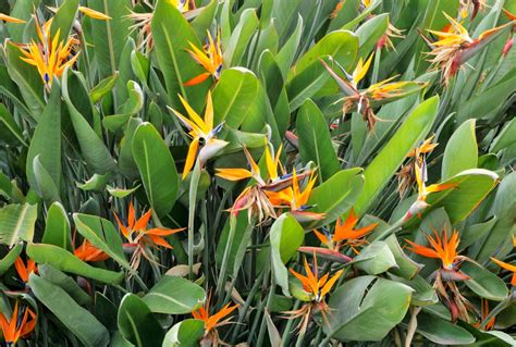 Is Bird Of Paradise Toxic To Dogs