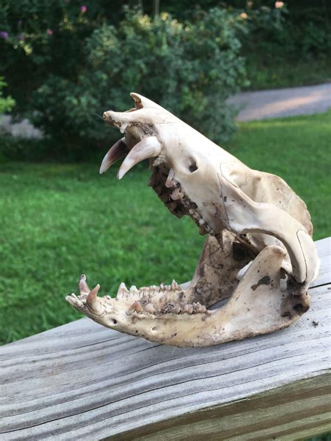 A couple of Opossum skulls I found in the woods. : r/vultureculture